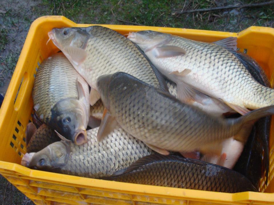 Populare Balta Cristian  - 545890110492592480639107093688n.jpg